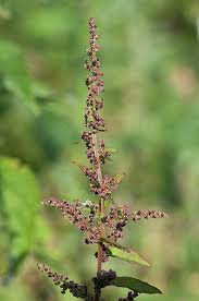 Attēlu rezultāti vaicājumam “Chenopodium polyspermum var. acutifolium flower”
