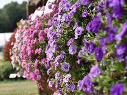 Image result for Petunie