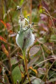 Attēlu rezultāti vaicājumam “Aulacidea hieracii”