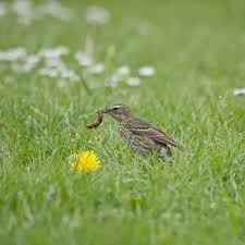 Attēlu rezultāti vaicājumam “Anthus petrosus adult”