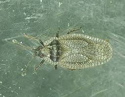 Attēlu rezultāti vaicājumam “Acalypta carinata”