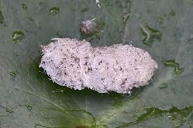 Attēlu rezultāti vaicājumam “Saturnia pavonia cocoon”