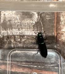 Attēlu rezultāti vaicājumam “Trogossitidae”