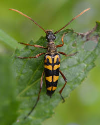 Attēlu rezultāti vaicājumam “Leptura annularis”
