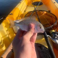 Image result for Rhabdosargus holubi