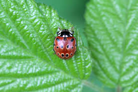 Attēlu rezultāti vaicājumam “Anatis ocellata”