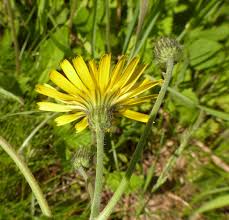 Attēlu rezultāti vaicājumam “Hieracium vulgatum”