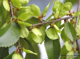 Attēlu rezultāti vaicājumam “Ulmus laevis fruit”