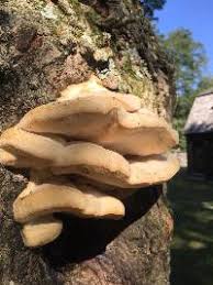 Attēlu rezultāti vaicājumam “Climacodon septentrionalis”