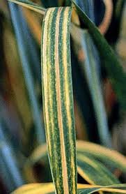 Attēlu rezultāti vaicājumam “Cirriphyllum piliferum sporophyte”