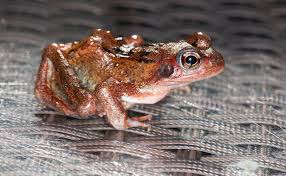 Attēlu rezultāti vaicājumam “Rana temporaria”