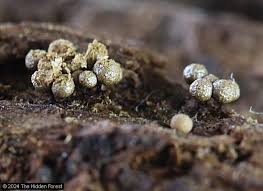 Attēlu rezultāti vaicājumam “Cribraria argillacea stalked”