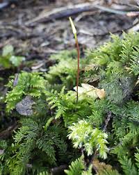 Attēlu rezultāti vaicājumam “Thuidium”