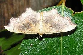Attēlu rezultāti vaicājumam “Idaea emarginata”