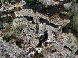 Attēlu rezultāti vaicājumam “Junghuhnia collabens”