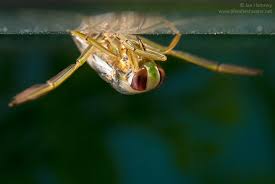 Attēlu rezultāti vaicājumam “Notonecta glauca”