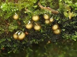 Attēlu rezultāti vaicājumam “Colloderma oculatum spores”