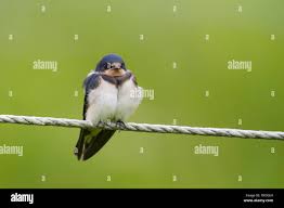 Attēlu rezultāti vaicājumam “Hirundo rustica juvenile”