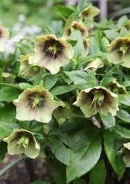 Image result for Nieswurz