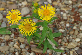 Attēlu rezultāti vaicājumam “Inula britannica flower”