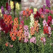 Image result for Antirrhinum majus maximum