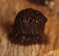 Attēlu rezultāti vaicājumam “Stemonitis marjana macro”