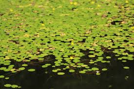 Image result for Seekanne