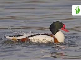 Attēlu rezultāti vaicājumam “Tadorna tadorna male”