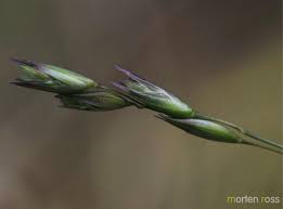 Attēlu rezultāti vaicājumam “Danthonia decumbens fruit”