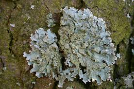 Attēlu rezultāti vaicājumam “Parmelia sulcata”