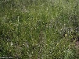 Attēlu rezultāti vaicājumam “Carex viridula flower”