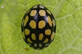 Attēlu rezultāti vaicājumam “Sospita vigintiguttata”