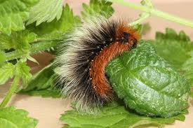 Attēlu rezultāti vaicājumam “Arctia caja larva”