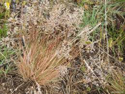 Attēlu rezultāti vaicājumam “Corynephorus canescens leaf”