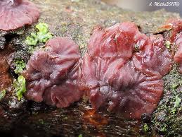 Attēlu rezultāti vaicājumam “Cytidia salicina”