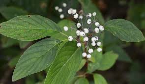 Attēlu rezultāti vaicājumam “Cornus sericea fruit”