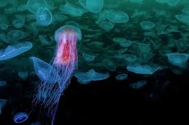 Image result for Cyanea capillata