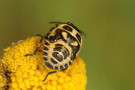 Attēlu rezultāti vaicājumam “Eurydema oleracea”