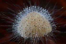 Attēlu rezultāti vaicājumam “Spinellus fusiger”