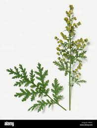 Image result for Artemisia annua