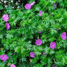 Attēlu rezultāti vaicājumam “Geranium sanguineum leaf”