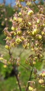 Attēlu rezultāti vaicājumam “Thalictrum minus”