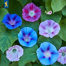 Image result for Prunkwinde