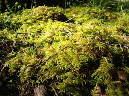 Attēlu rezultāti vaicājumam “Hylocomium splendens sporophyte”