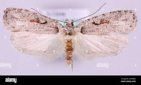 Attēlu rezultāti vaicājumam “Agonopterix ocellana”