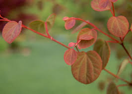 Attēlu rezultāti vaicājumam “Cercidiphyllum japonicum leaf”