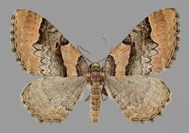 Attēlu rezultāti vaicājumam “Catarhoe rubidata”