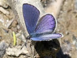 Attēlu rezultāti vaicājumam “Vacciniina optilete underside”