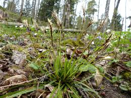 Attēlu rezultāti vaicājumam “Carex digitata”