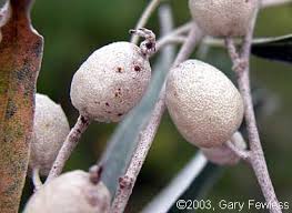 Attēlu rezultāti vaicājumam “Poa angustifolia fruit”
